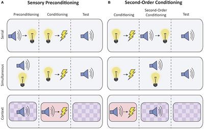 Cortical Contributions to Higher-Order Conditioning: A Review of Retrosplenial Cortex Function